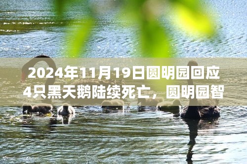 圓明園黑天鵝死亡事件揭秘，智能生態(tài)監(jiān)測(cè)系統(tǒng)下的科技守護(hù)與挑戰(zhàn)