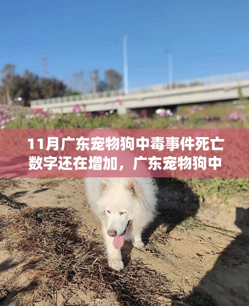 廣東寵物狗中毒事件持續(xù)發(fā)酵，死亡數(shù)字增加，深度分析與個人觀點(diǎn)觀察