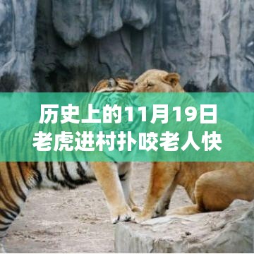 驚魂時刻與英勇脫險，猛虎進村襲擊老人，快速拉門化險為夷的傳奇故事