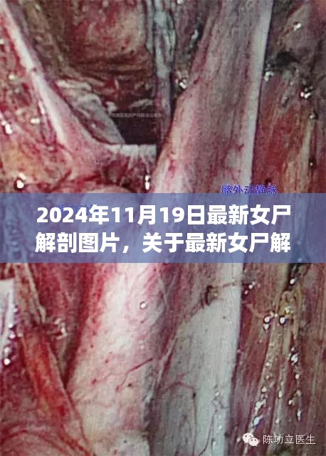最新女尸解剖圖片探討，倫理與學(xué)術(shù)視角