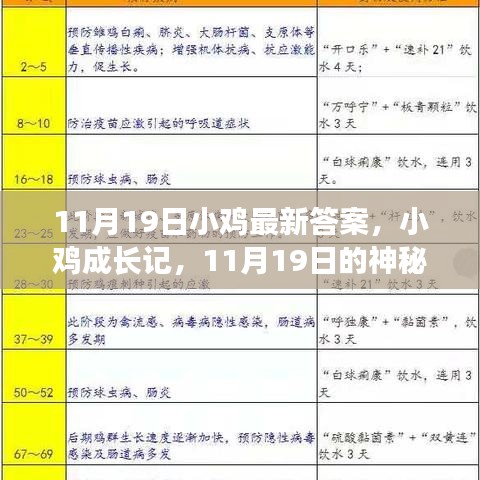 小雞成長記，神秘答案揭曉與友情之旅的啟程（11月19日最新）