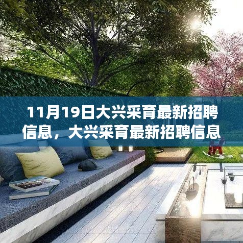 大興采育最新招聘信息發(fā)布，職場人的福音降臨（11月19日版）