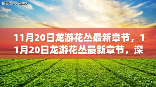 11月20日龍游花叢最新章節(jié)，深度測評與詳細(xì)介紹