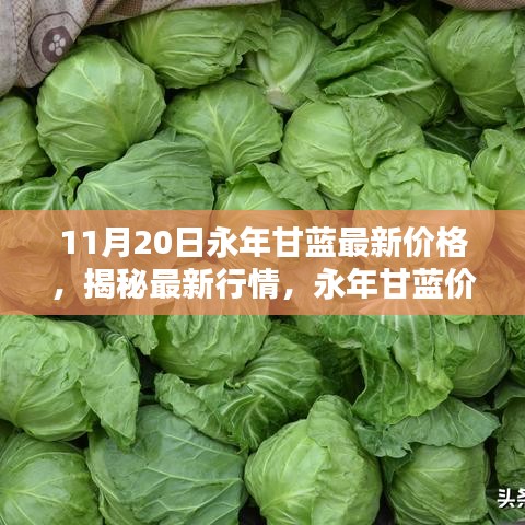 永年甘藍(lán)最新價格揭秘，行情走勢分析與趨勢預(yù)測（11月20日更新）