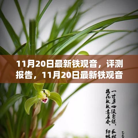 11月20日鐵觀音深度評測報告，品質(zhì)、體驗(yàn)與市場對比解析