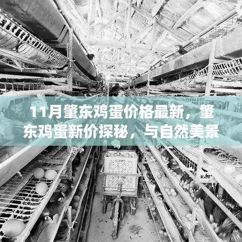 肇東雞蛋最新價格揭秘，自然美景與心靈平和之旅的雙重探尋