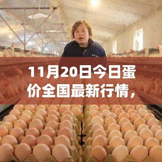 全國最新蛋價(jià)行情分析與展望，11月20日蛋價(jià)更新