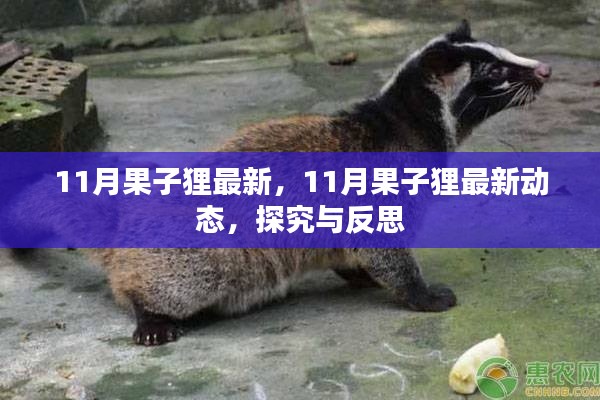 探究與反思，最新動態(tài)下的果子貍生存狀況觀察（11月最新資訊）