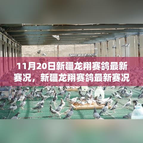 新疆龍翔賽鴿翱翔藍天，最新賽況與學習變化的力量與自信