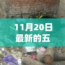 揭秘五夜片的魅力與最新動(dòng)態(tài)，未知領(lǐng)域的探索之旅（以11月20日更新為例）