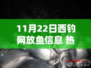 11月22日西釣網(wǎng)放魚信息全解析，從熱門指南到精通技巧