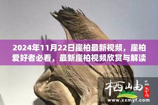 2024年崖柏最新視頻欣賞與解讀，獨(dú)家呈現(xiàn)，崖柏愛(ài)好者必看