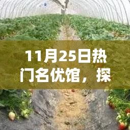 揭秘?zé)衢T名優(yōu)館的獨特魅力，探索未知領(lǐng)域的精彩之旅（11月25日）
