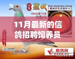 11月最新信鴿飼養(yǎng)員招聘，人才匹配與職業(yè)發(fā)展多維度探討