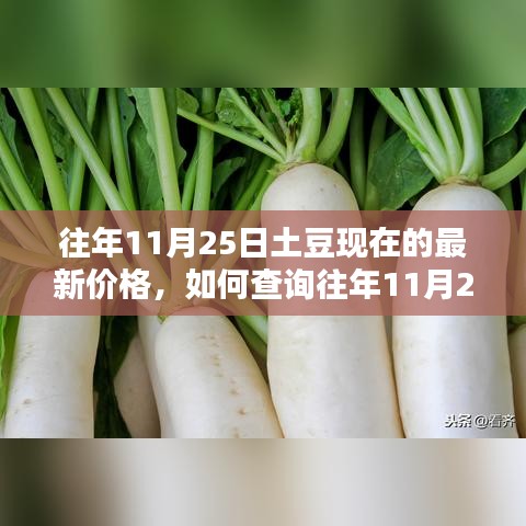 往年11月25日土豆價(jià)格查詢指南，如何獲取詳細(xì)價(jià)格及查詢步驟