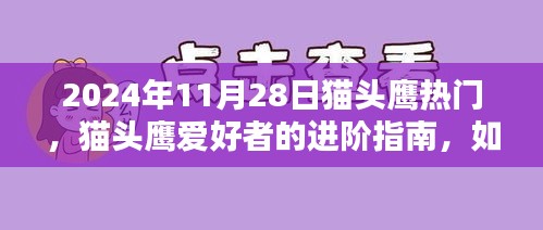 貓頭鷹熱門(mén)趨勢(shì)揭秘，進(jìn)階指南與捕捉貓頭鷹愛(ài)好者趨勢(shì)（初學(xué)者版，以2024年11月28日為例）