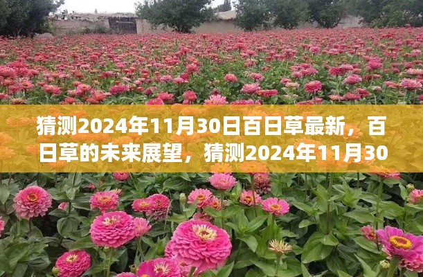 百日草的未來展望，揭秘2024年百日草最新動態(tài)與未來趨勢分析