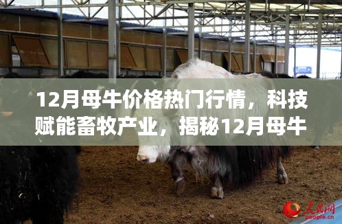揭秘科技賦能畜牧產(chǎn)業(yè)，12月母牛價格行情智能分析系統(tǒng)前沿功能與體驗報告