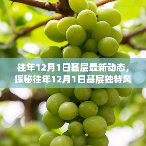 揭秘往年12月1日基層動態(tài)，巷弄深處的獨特風情與隱藏瑰寶