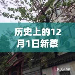 探秘新蔡檀香園，巷弄深處的獨特風(fēng)情，揭秘十二月最新動態(tài)