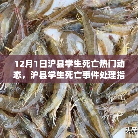 滬縣學生死亡事件，處理指南與應對行動全步驟詳解