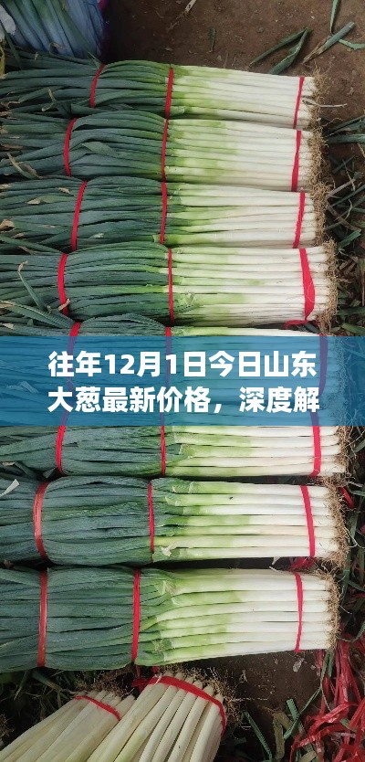 深度解析，山東大蔥歷年12月1日最新價格及市場表現(xiàn)概覽