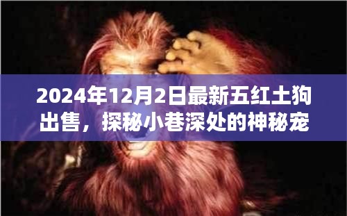 最新五紅土狗出售紀實，探秘神秘寵緣，尋找獨一無二的紅土狗樂園