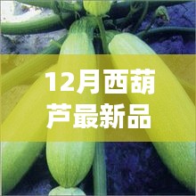 12月西葫蘆新品全面解析，特性、使用體驗(yàn)與目標(biāo)用戶分析