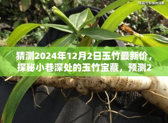 探秘小巷深處的玉竹寶藏，預(yù)測(cè)2024年12月最新行情與玉竹價(jià)格展望