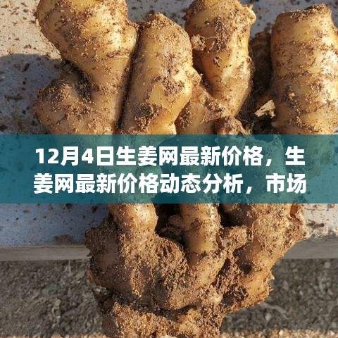 12月4日生姜網(wǎng)價格更新，市場動態(tài)分析與觀點碰撞
