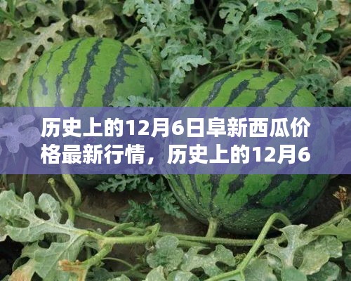 歷史上的阜新西瓜價格深度解析，最新行情回顧與深度解析（12月6日）
