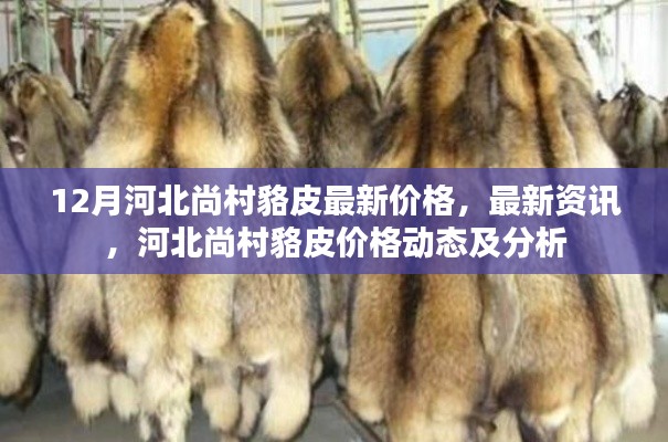 河北尚村貉皮最新價(jià)格動(dòng)態(tài)及分析，12月最新資訊與價(jià)格分析