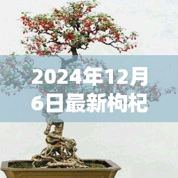 時(shí)代背景下的藝術(shù)瑰寶，最新枸杞盆景圖片大全 2024年精選