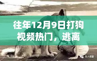 探索自然美景與狗同行，尋找內(nèi)心的寧?kù)o之旅