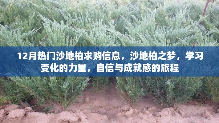 沙地柏之夢，探索學(xué)習(xí)變化的力量，自信成就感的旅程與最新求購信息