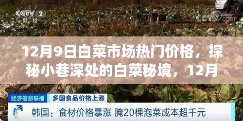 探秘白菜秘境，揭秘白菜市場獨家熱門價格，白菜市場最新行情報道（12月9日）