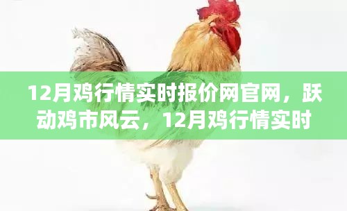 躍動雞市風云，12月雞行情實時報價網(wǎng)官網(wǎng)引領(lǐng)成功之路，行情盡在掌握