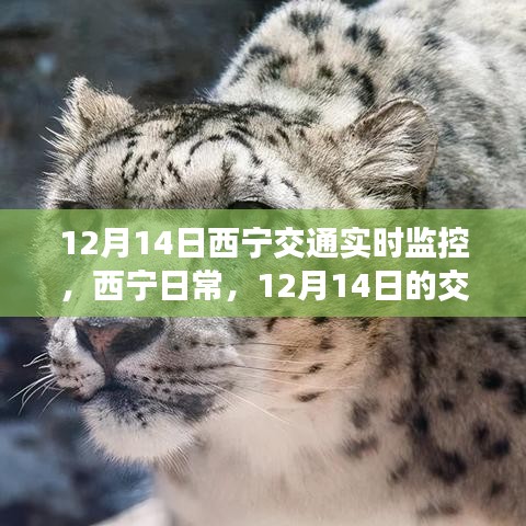12月14日西寧交通實時觀察，日常奇遇與暖心陪伴的時刻