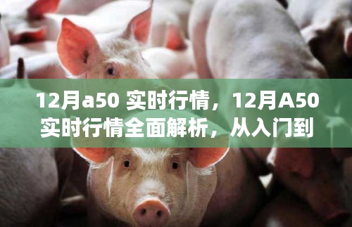 12月A50實時行情解析與交易指南，入門到進階的全面指導