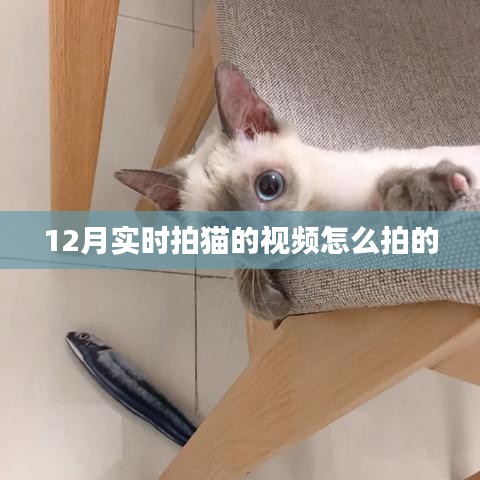 如何拍攝實(shí)時拍貓視頻攻略