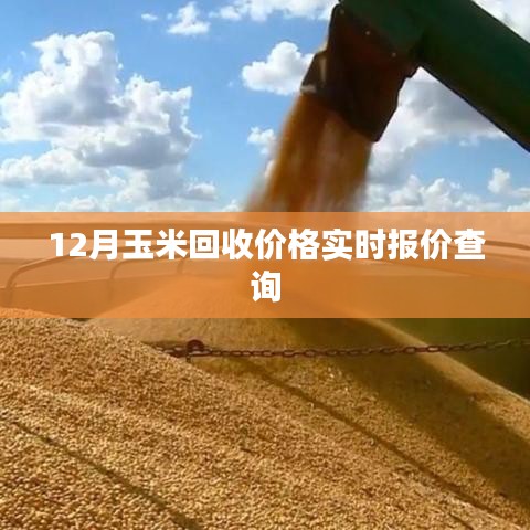 玉米回收價(jià)格實(shí)時(shí)更新，最新報(bào)價(jià)查詢(xún)