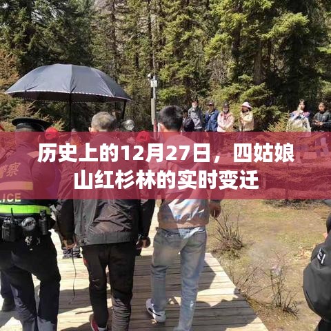 四姑娘山紅杉林實時變遷，歷史視角下的十二月二十七日觀察