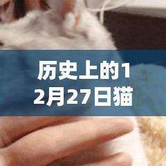 貓咪名字史上的熱門時刻，探尋貓咪名字變遷的歷程
