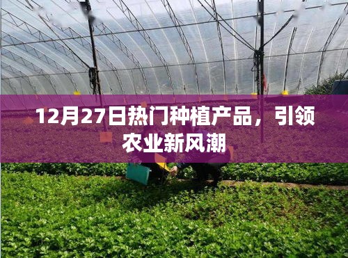 12月27日熱門種植產(chǎn)品，農(nóng)業(yè)新風潮引領(lǐng)者