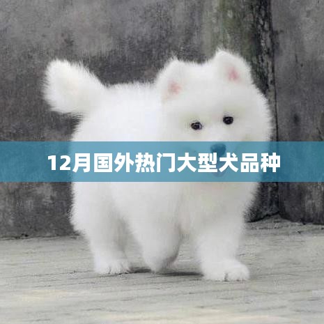 12月國外熱門大型犬品種盤點(diǎn)