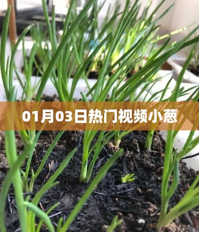 熱門(mén)視頻小蔥，最新流行趨勢(shì)一網(wǎng)打盡！