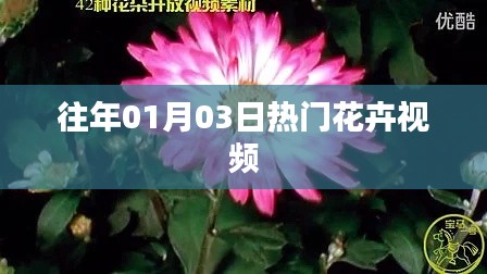 精選花卉視頻，歷年一月三日熱門盤點