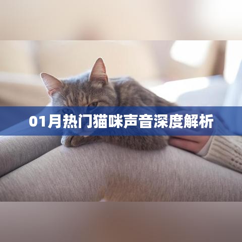 最新貓咪聲音解析，一月熱門喵聲探秘