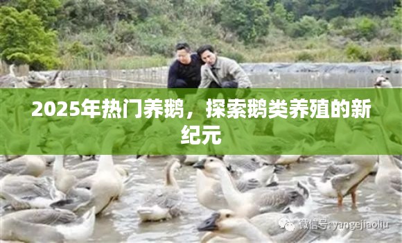 探索鵝類養(yǎng)殖新紀(jì)元，為何選擇養(yǎng)鵝成為熱門(mén)選擇？