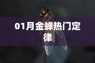 金蟬定律，揭秘一月份熱門趨勢